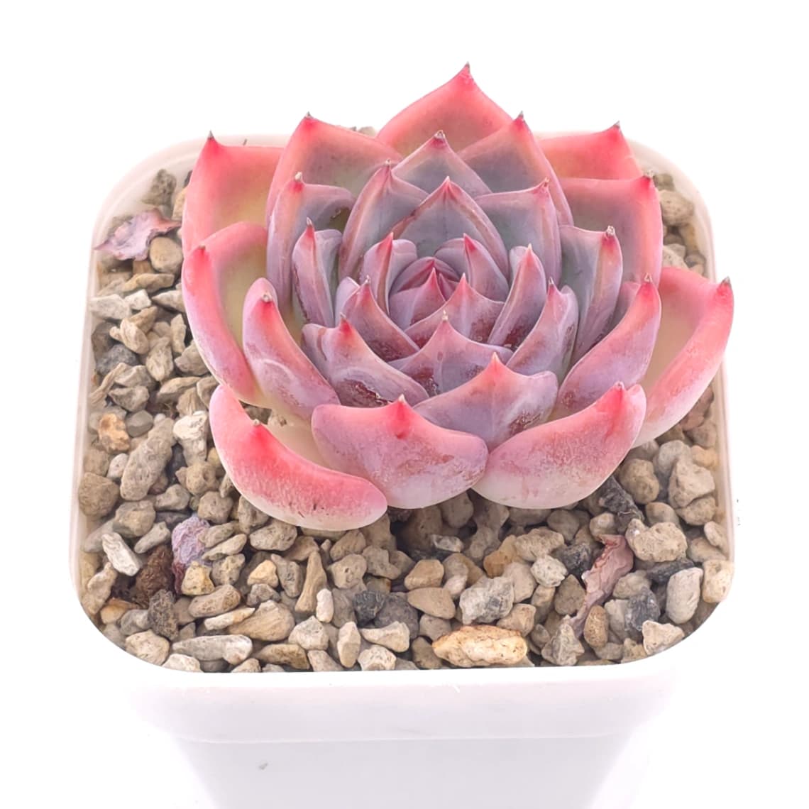 Echeveria ‘Casio’ | 卡西歐 - View 1