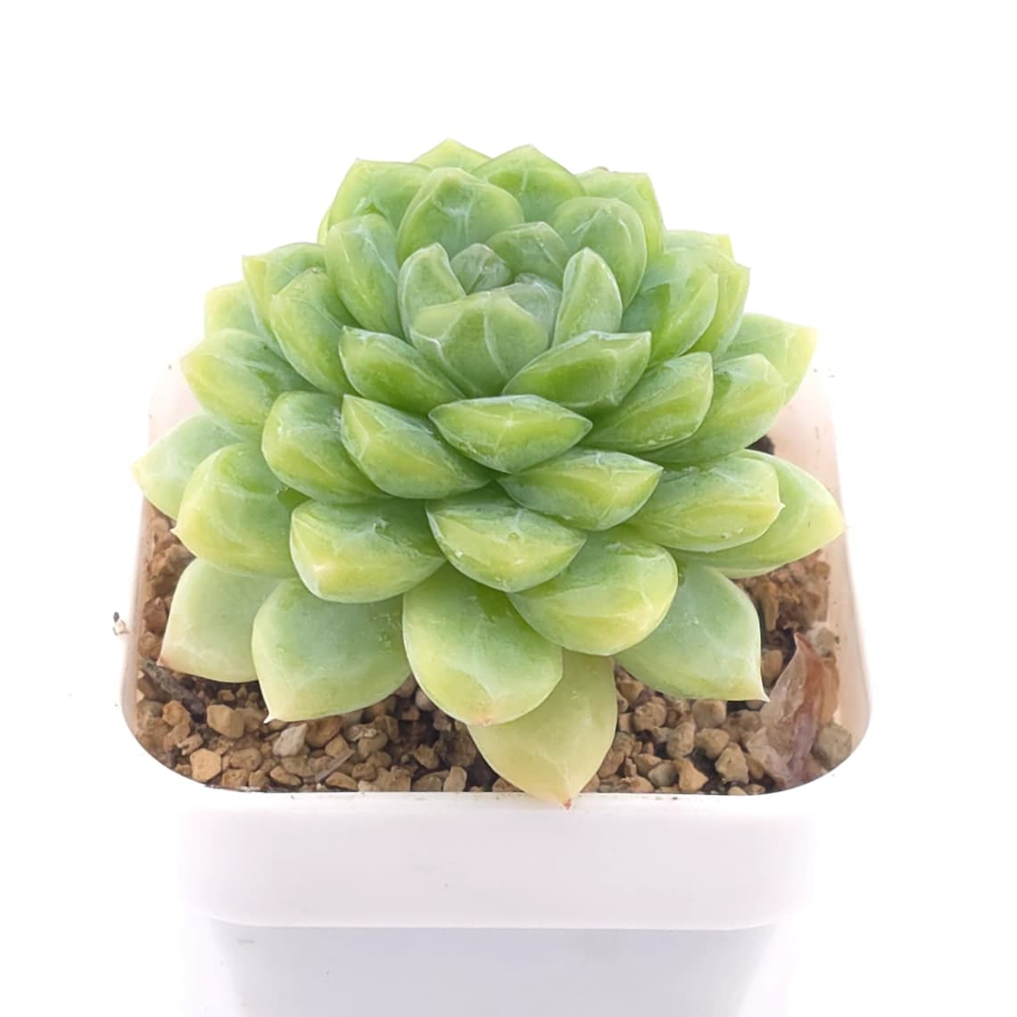 Echeveria 'Lemon Berry' | 檸檬貝瑞 - View 1
