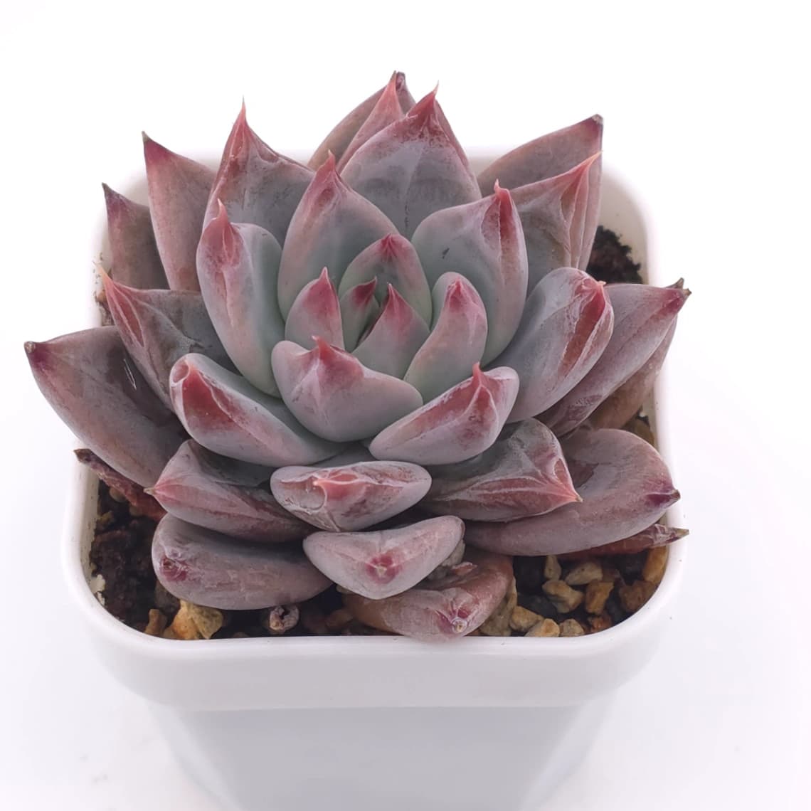 Echeveria ‘Zodiac Sign’ | 星辰之戀 - View 1