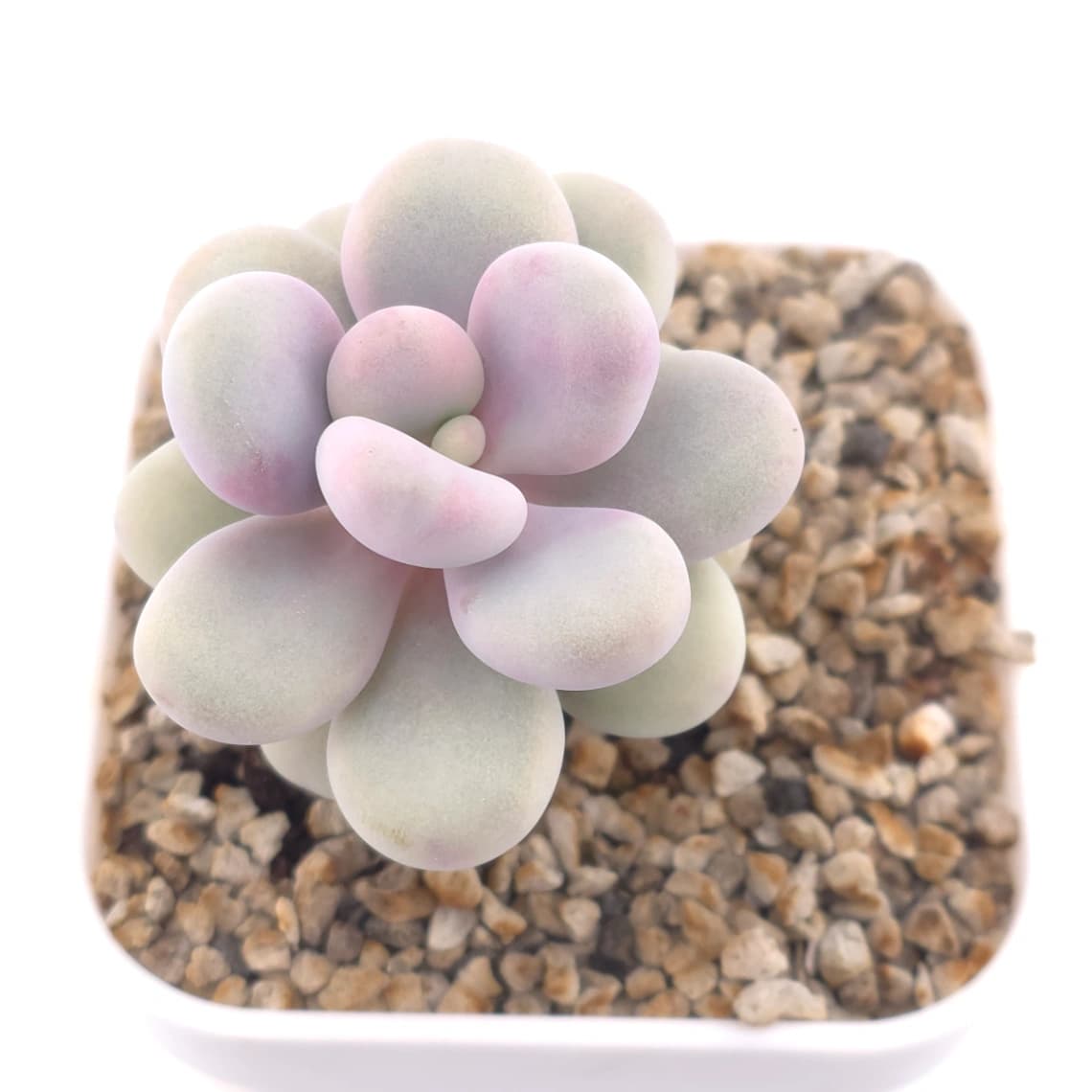 Graptopetalum amethystinum ‘Lavender Pebbles / Pink Moonstone’ | 桃蛋 - View 1
