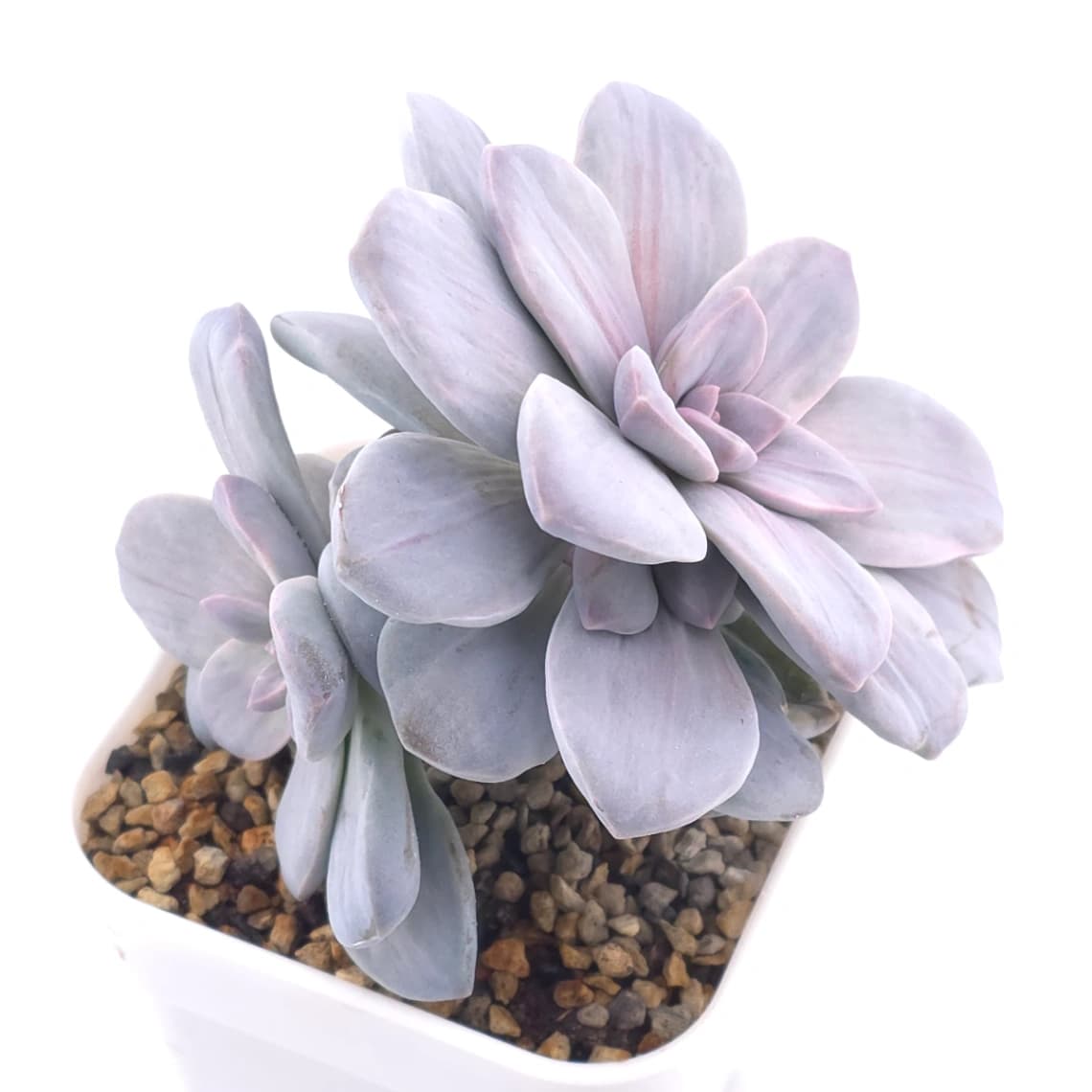 Graptopetalum pentandrum silverbum variegated | 華麗風車拉絲錦 - View 1