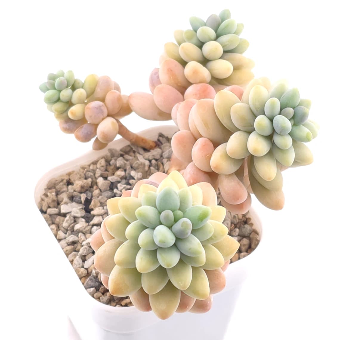 Graptosedum ‘Rococo’ clustering | 洛可可群