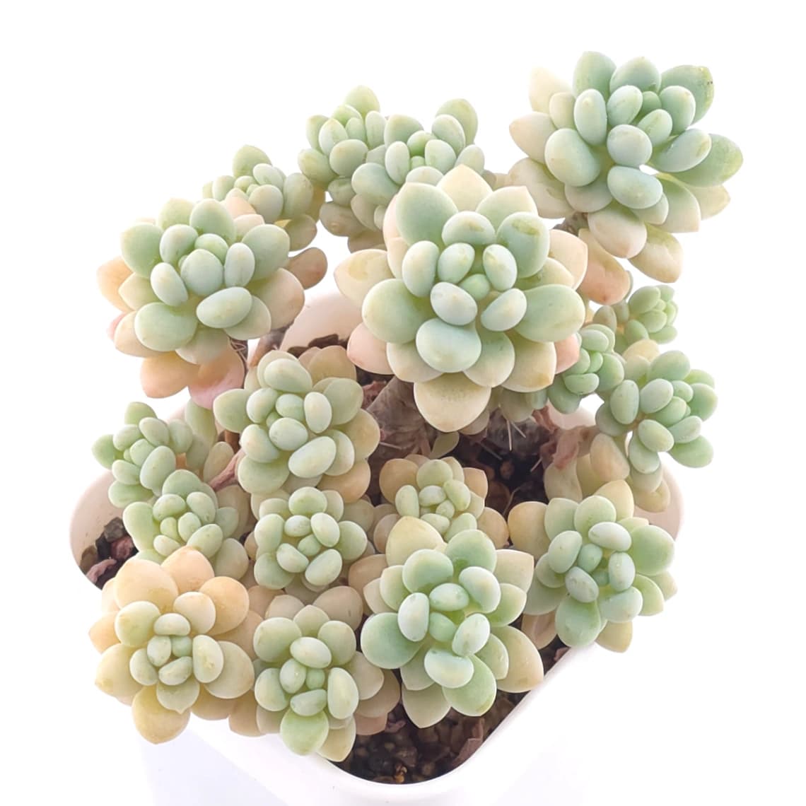 Graptosedum ‘Rococo’ | 洛可可 - View 1