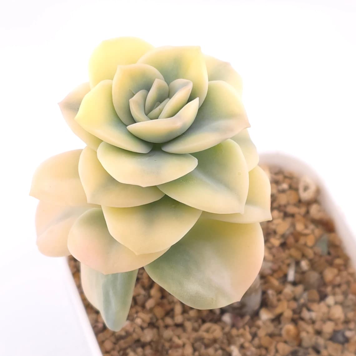 Graptoveria ‘Lovely Rose’ variegated | 可愛玫瑰錦 - View 1