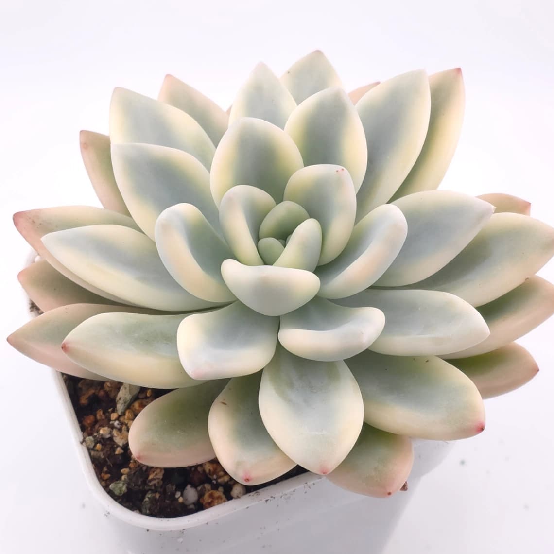 Graptoveria ‘Opalina’ variegated | 奥普琳娜錦 - View 1