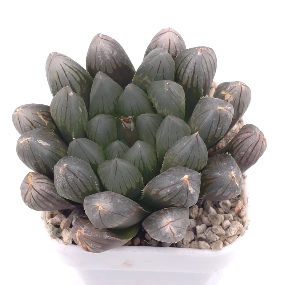 Haworthia 'Black Skin' | 黑肌玉露