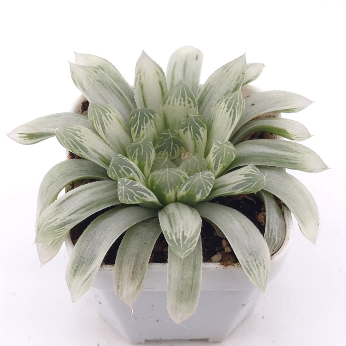 Haworthia cooperi variegated | 白斑玉露錦 - View 1