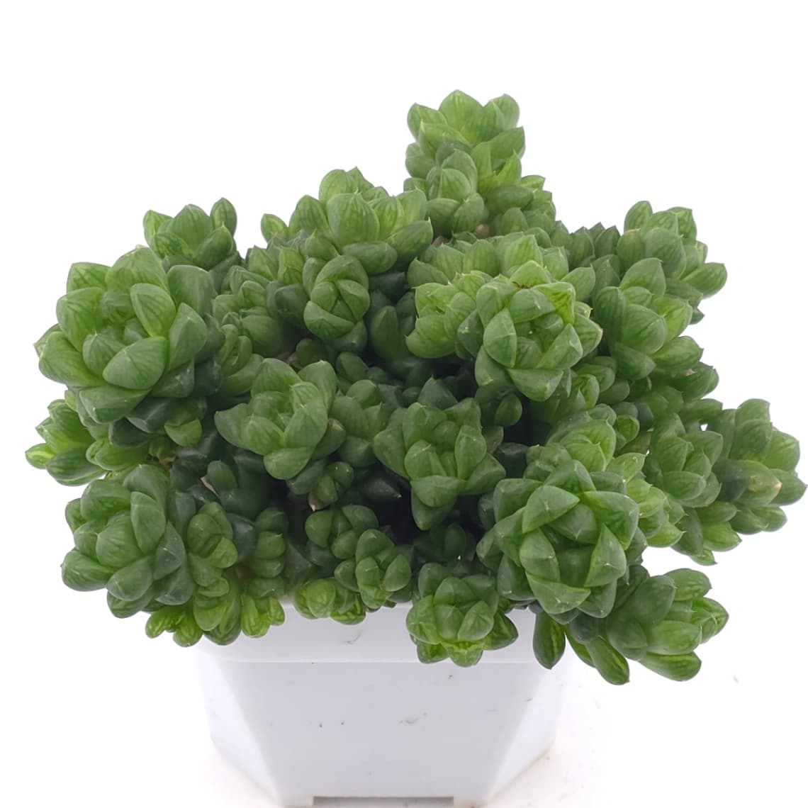 Haworthia cymbiformis | 草玉露 - View 1