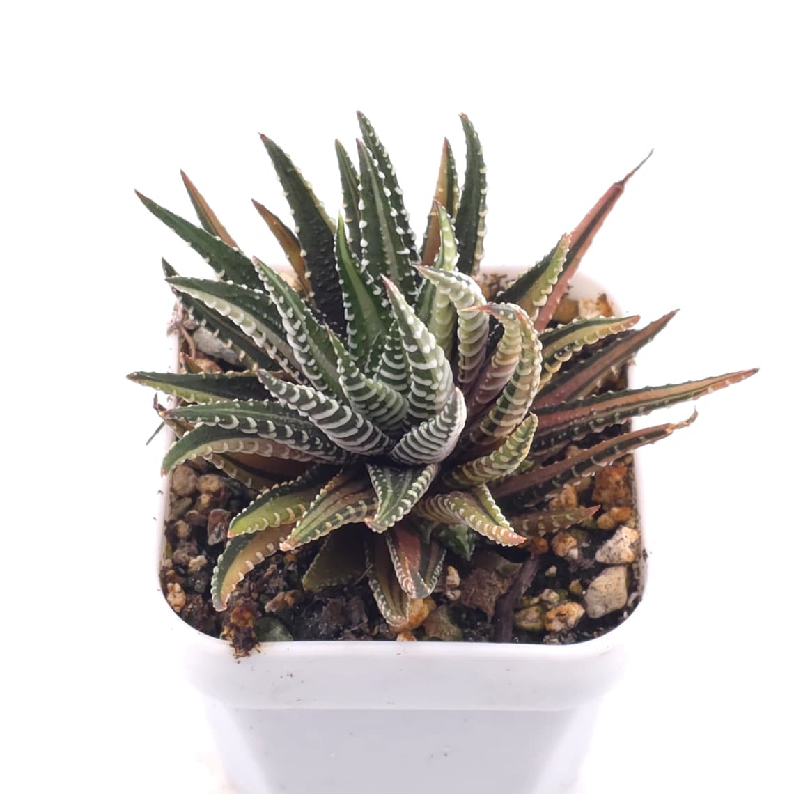Haworthia fasciata 'Zebra' | 十二之卷 - View 1