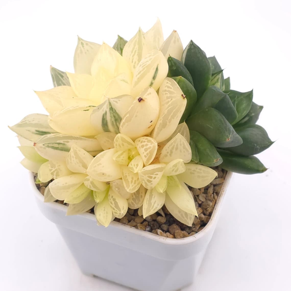 Haworthia Hanabi Variegated | 花火玉露錦 - View 1