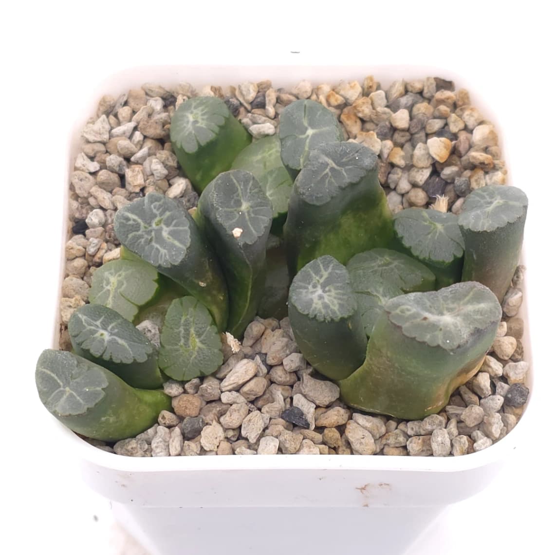 Haworthia maughanii | 萬象