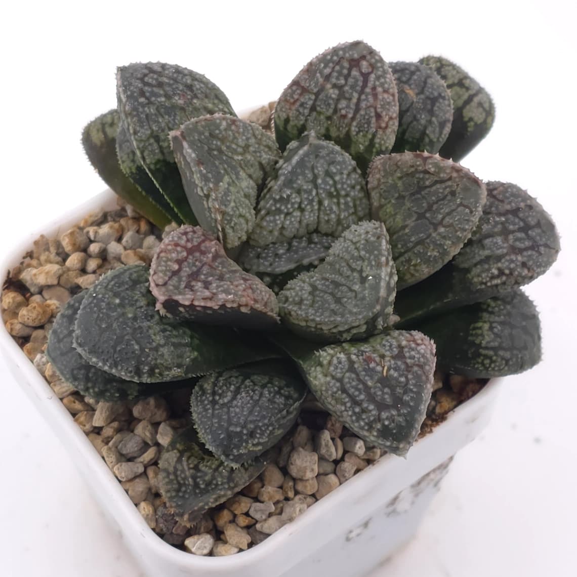 Haworthia ‘Mordor’ | 摩多 - View 1