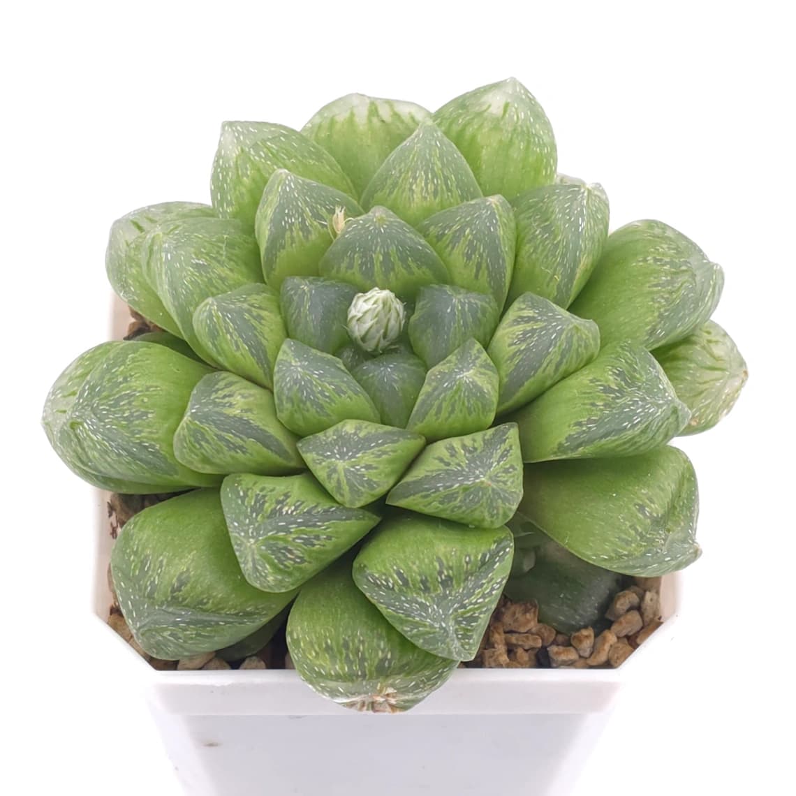 Haworthia ‘Snow’ | 雪花玉露 - View 1