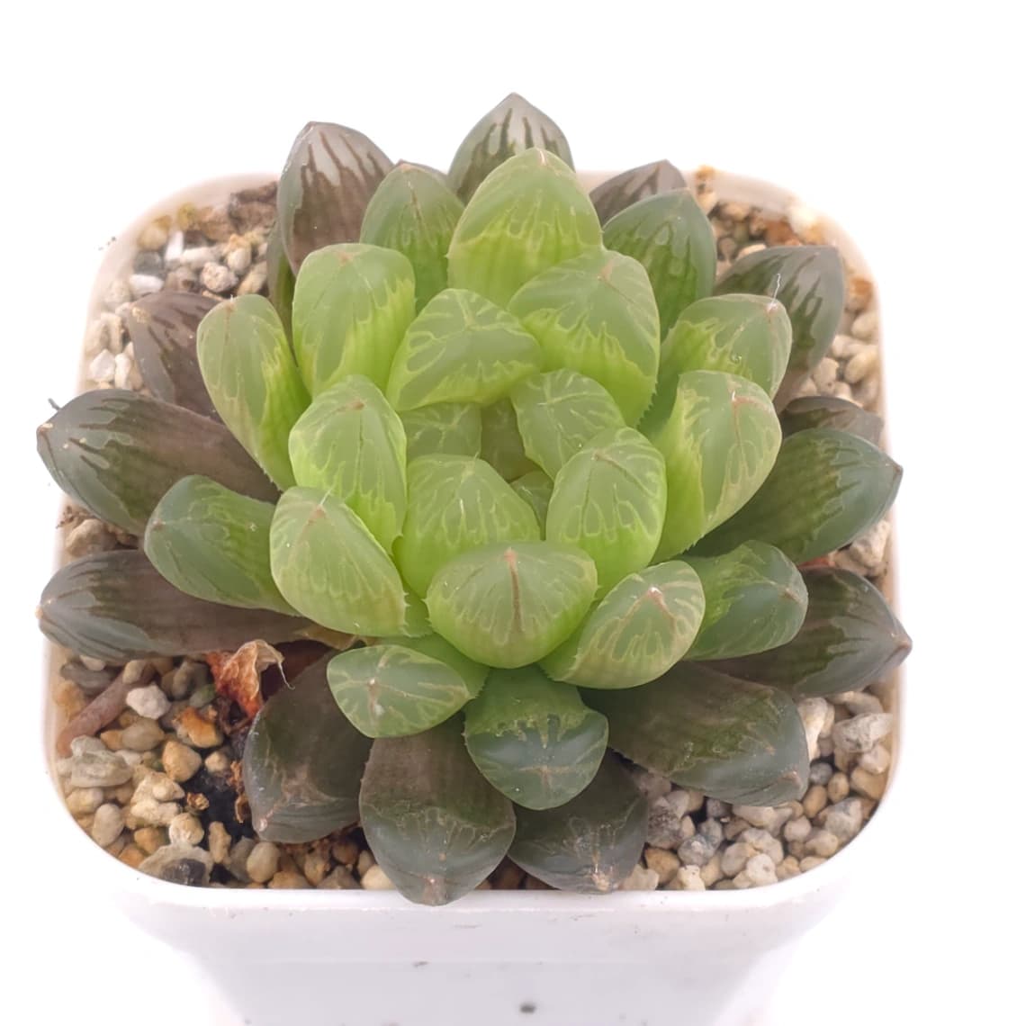 Haworthia cooperi | 草玉露 - View 1