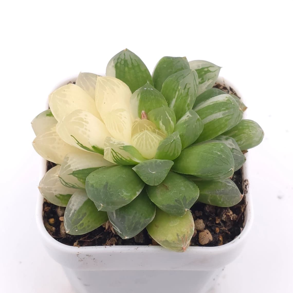 Haworthia Suzhou Variegated | 蘇州玉露錦 - View 1