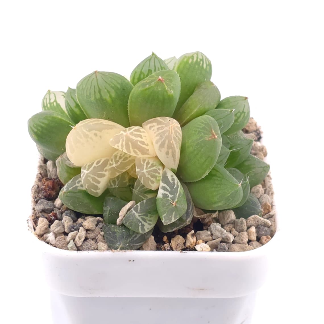 Haworthia Suzhou Variegated | 蘇州玉露錦 - View 1