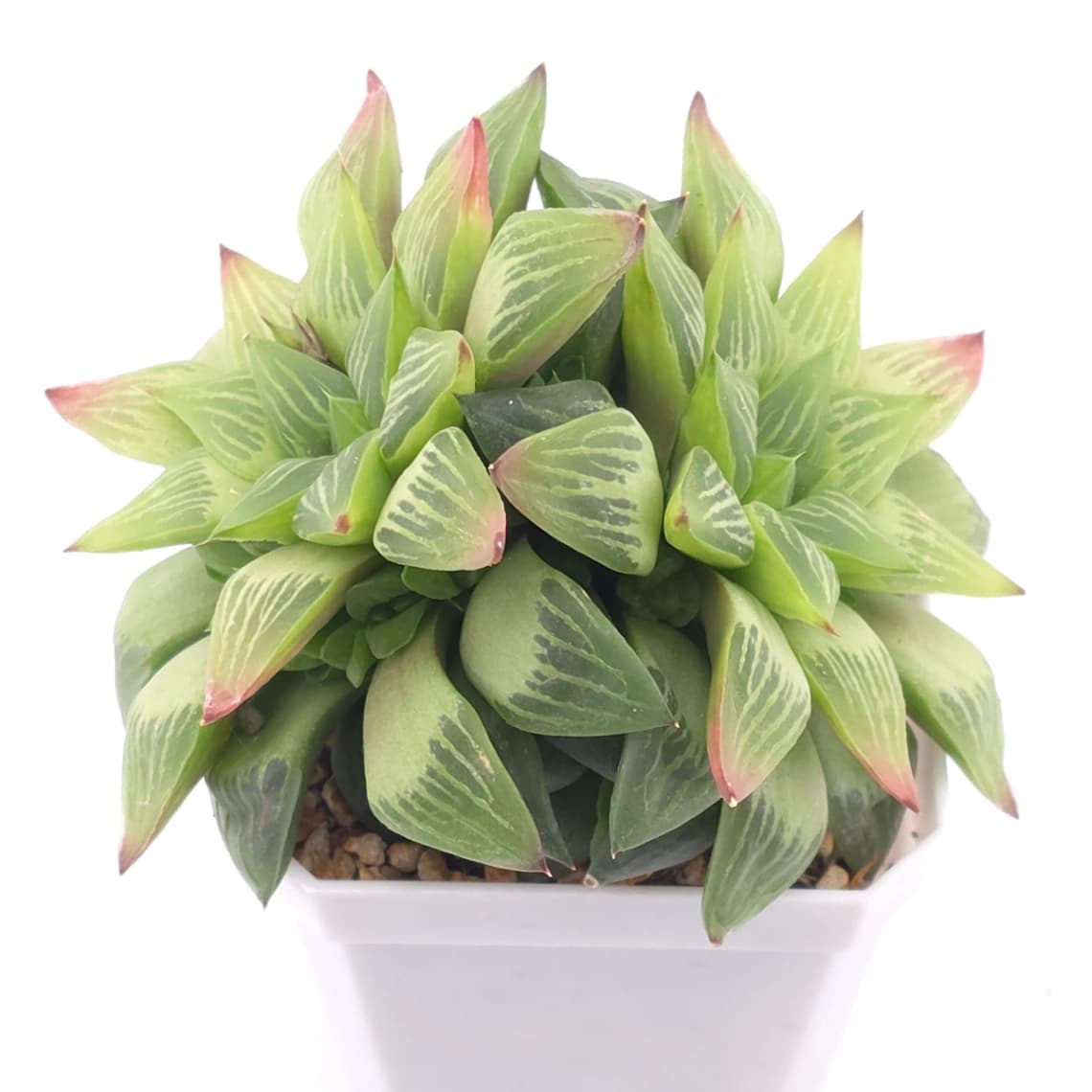 Haworthia turgida | 水晶壽 - View 1