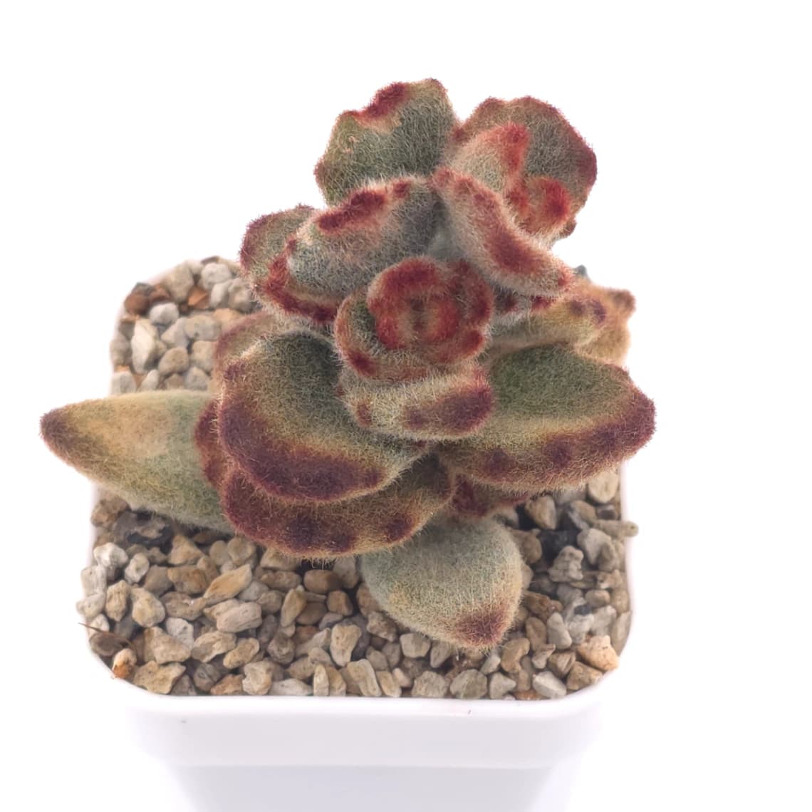 Kalanchoe tomentosa ‘Teddy Bear’ | 泰迪熊 - View 1