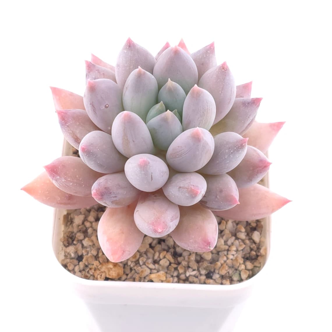 Pachyphytum ‘Angel's Finger’ | 所羅門 - View 1