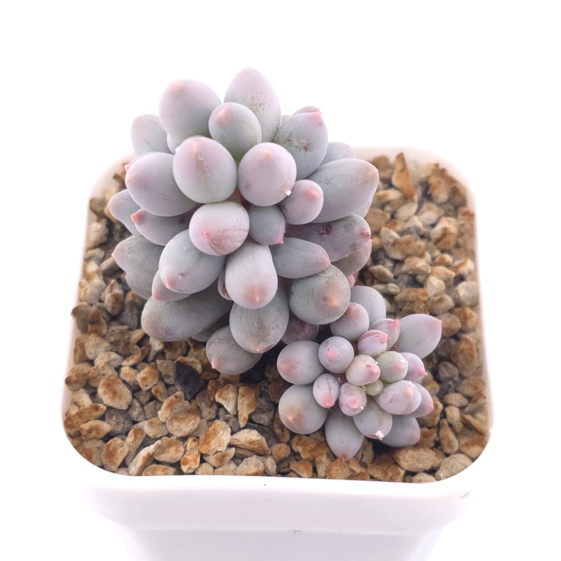 Pachyphytum ‘Machucae’ (Baby Finger) | 嬰兒手指 - View 1