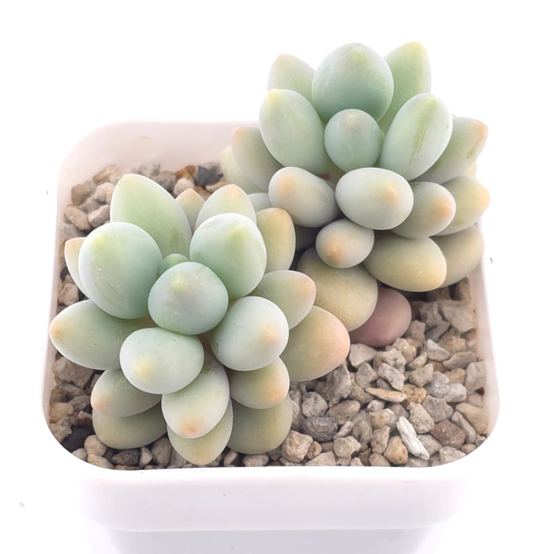 Pachyphytum ‘Sweet Dumpling’ | 湯圓 - View 1