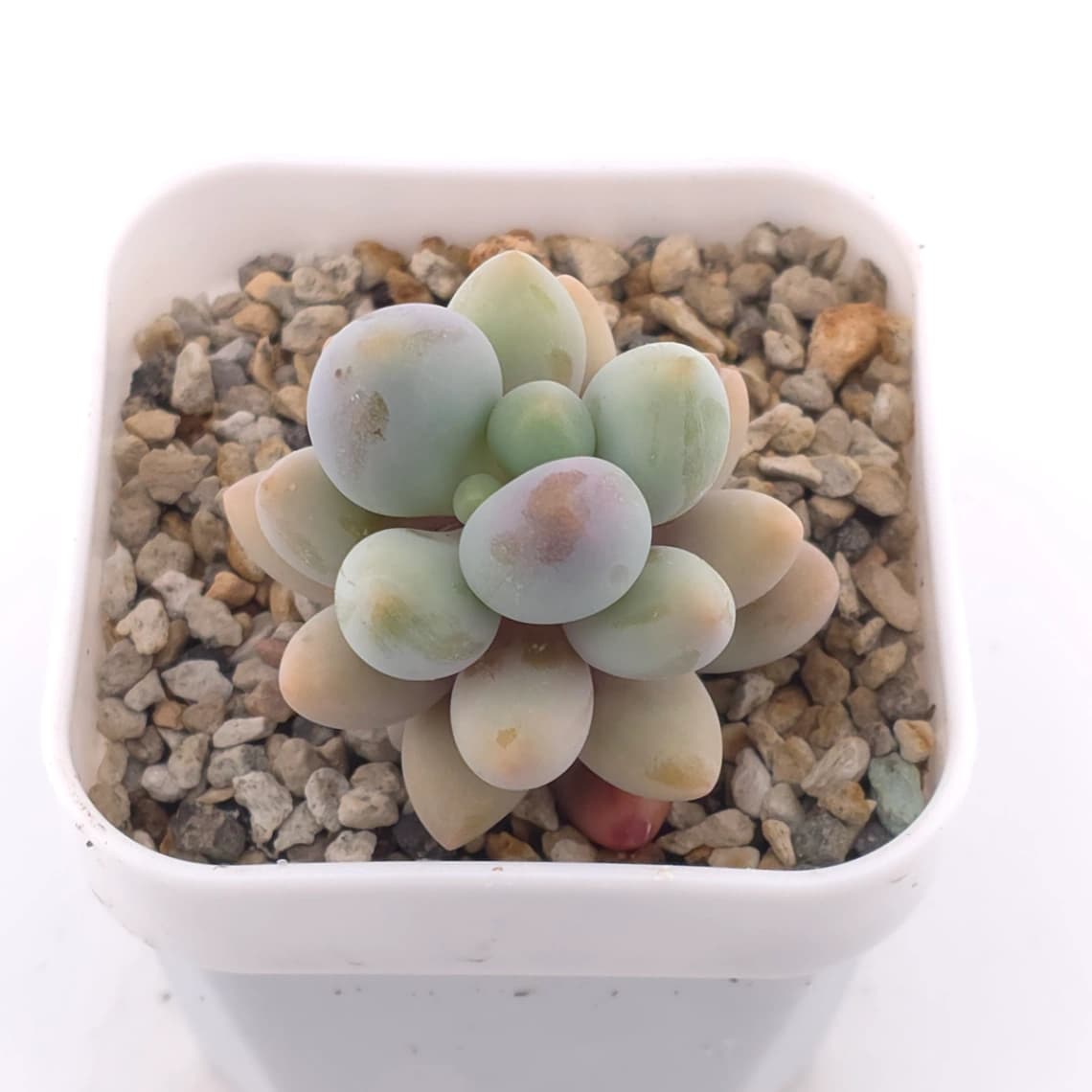 Pachyphytum ‘Sweet Dumpling’ | 湯圓