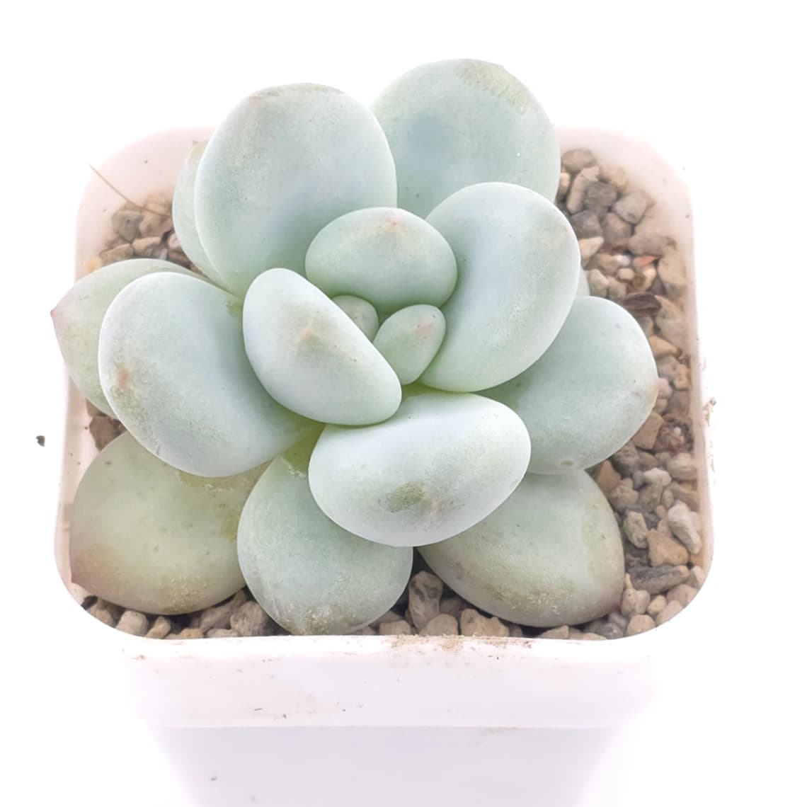 Pachyveria cv ‘Frevel’ | 弗雷費爾