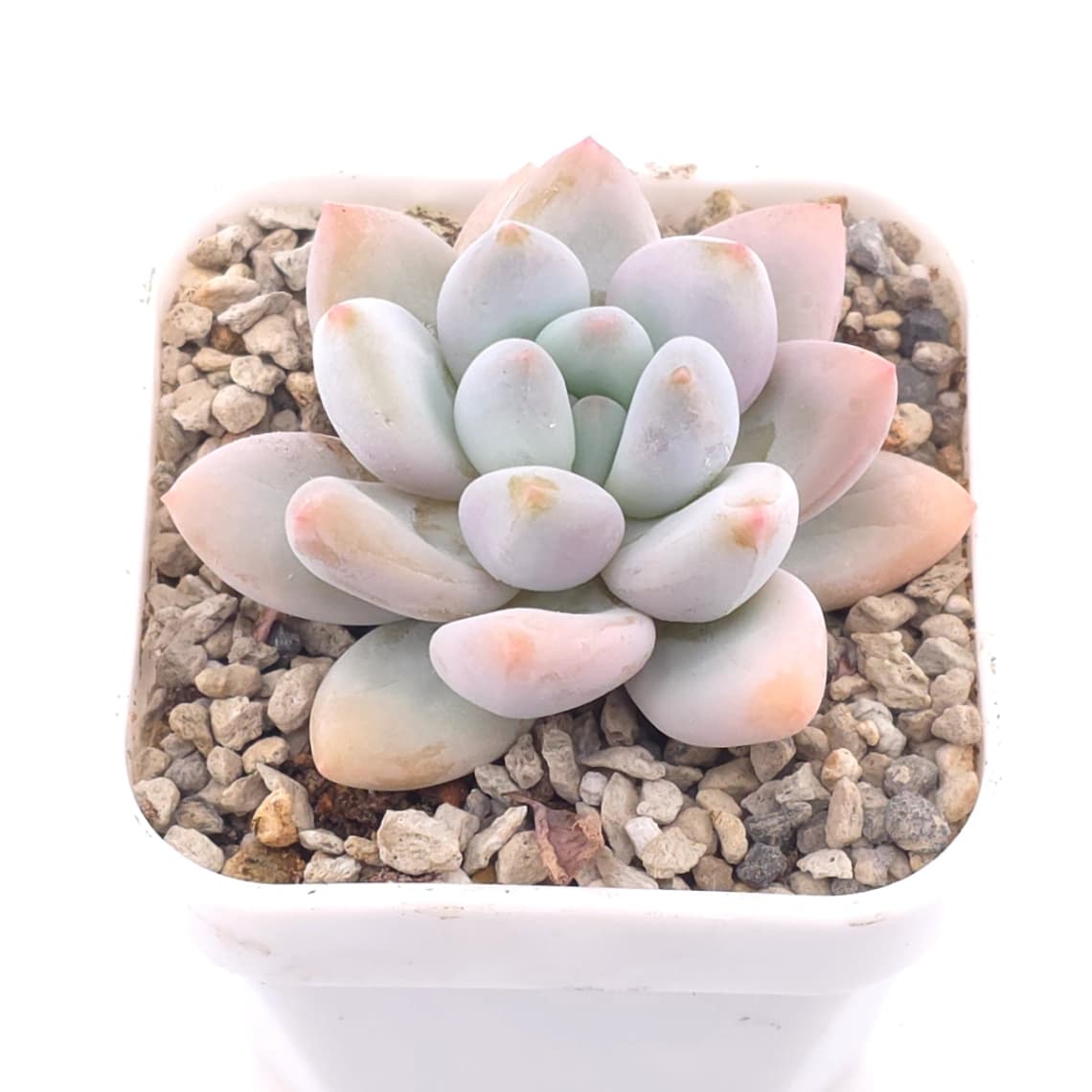 Pachyveria cv ‘Frevel’ | 弗雷費爾 - View 1