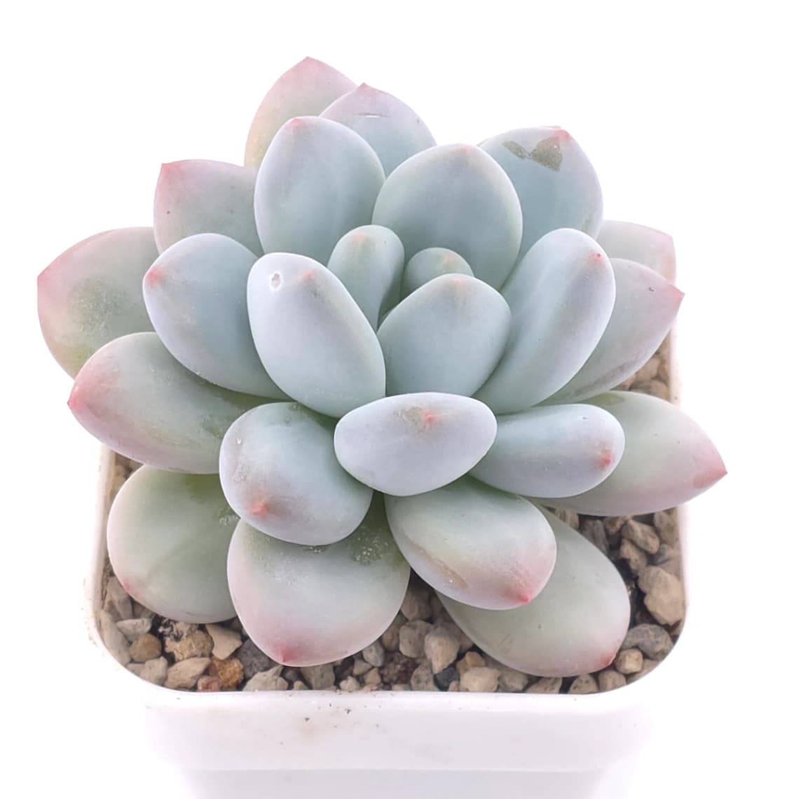 Pachyveria ‘Perfume’ | 香水 - View 1