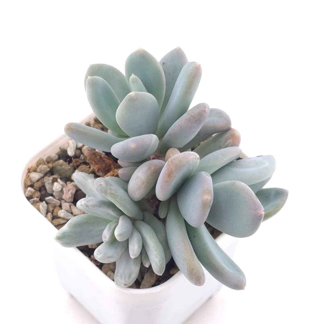 Pachyveria ‘Roly Poly’ | 白斑玉蓮球