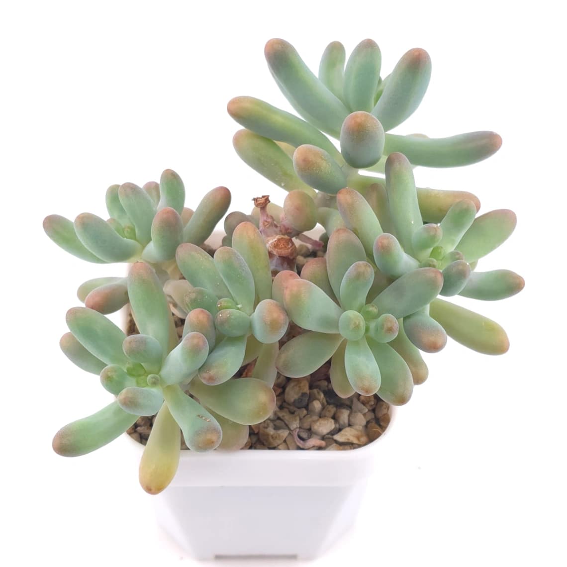 Sedum Pachyphyllum ‘Jelly Beans’ | 乙女心 - View 1