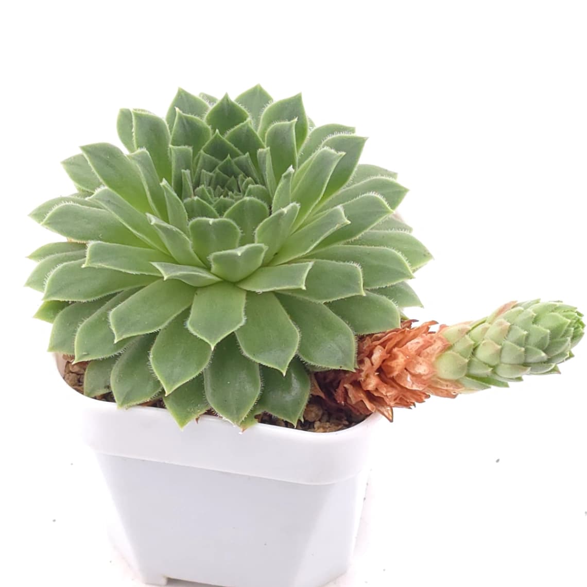 Sempervivum 'Green Wheel' | 綠車輪