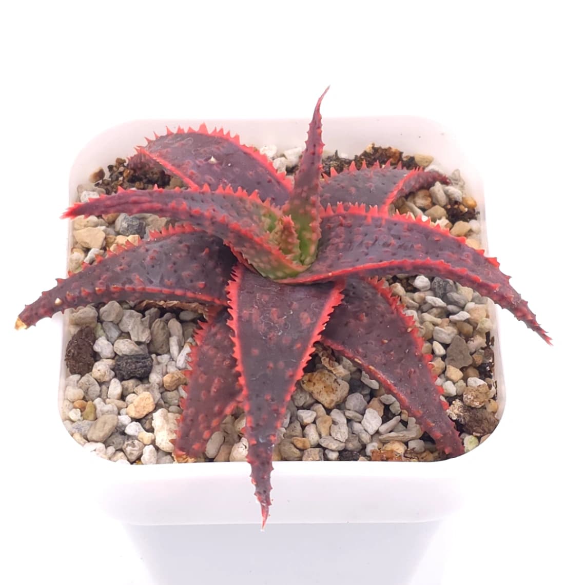 Aloe ‘Christmas Carol’ | 聖誕蘆薈 - View 1