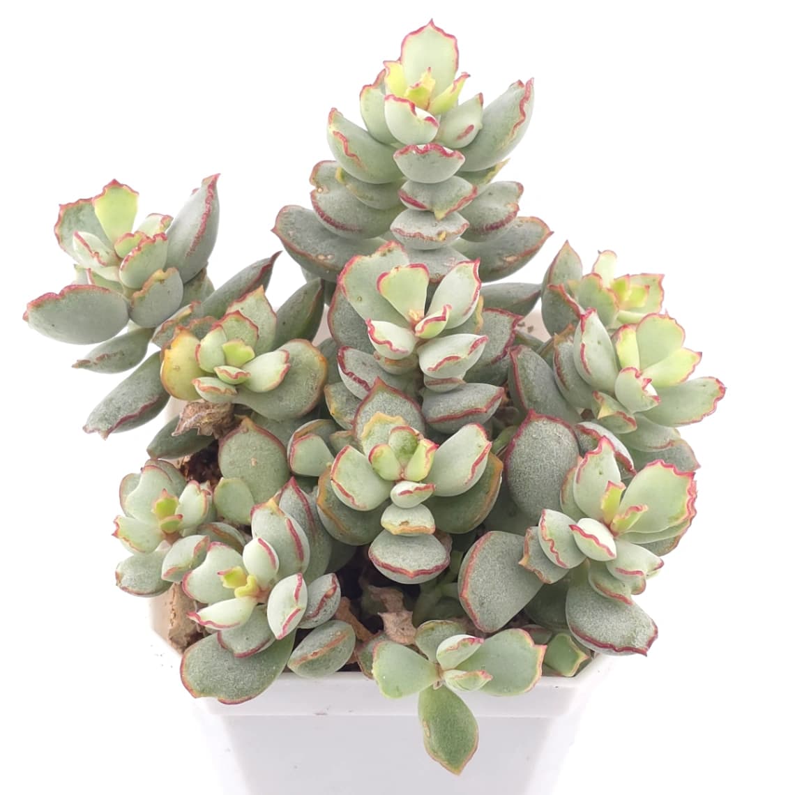 Cotyledon 'Choco Line' | 巧克力線 - View 1