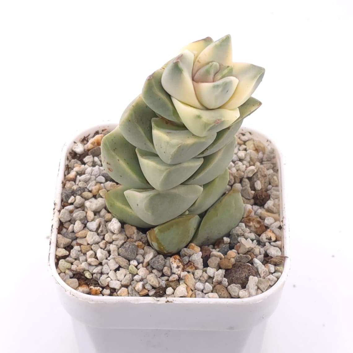 Crassula cv ‘ Moonglow’ variegated | 紀之川錦