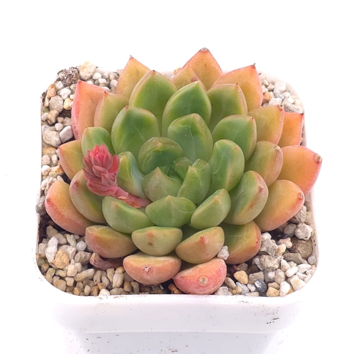 Echeveria agavoides spp. | 冬雲雜 - View 1