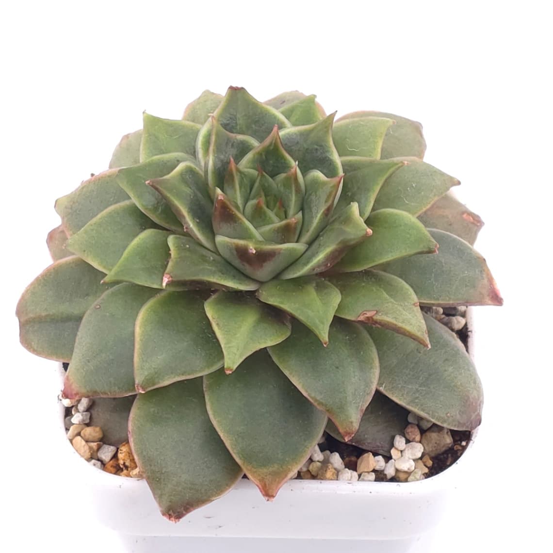 Echeveria agavoides spp. | 冬雲雜 - View 1