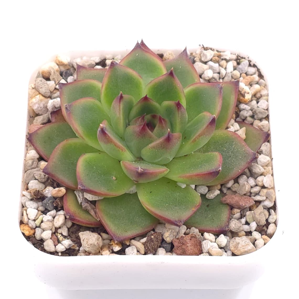 Echeveria agavoides spp. | 冬雲雜 - View 1