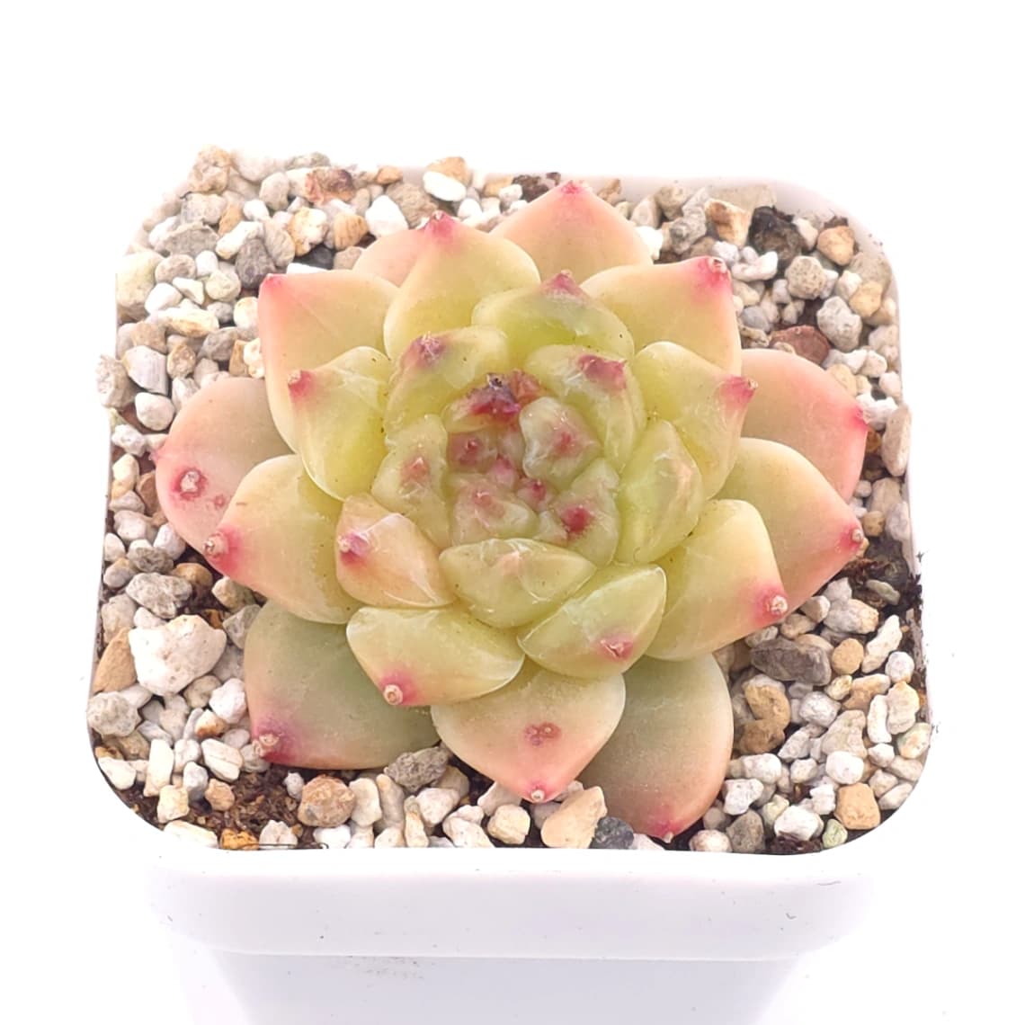 Echeveria 'Apis' | 蜜蜂 - View 1