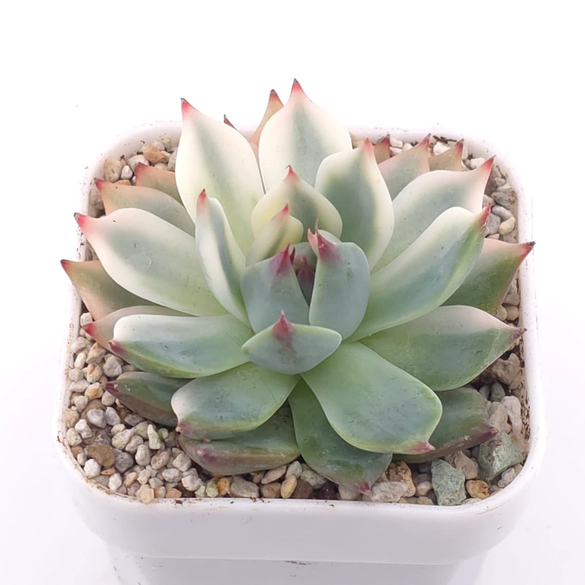 Echeveria chihuahuaensis variegated | 吉娃娃錦 - View 1