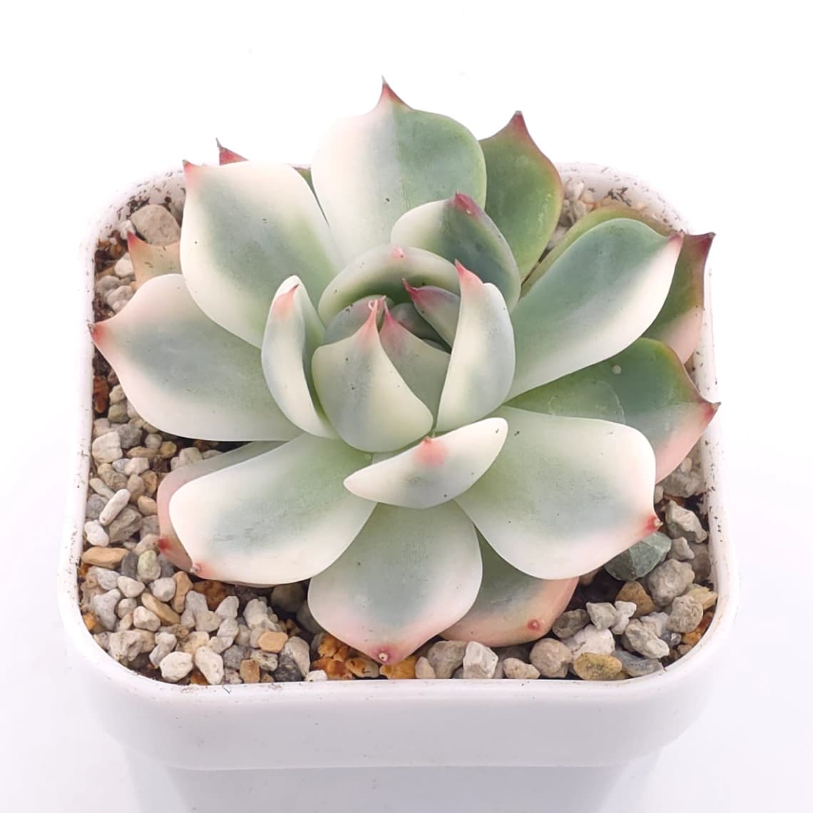 Echeveria chihuahuaensis variegated | 吉娃娃錦 - View 1