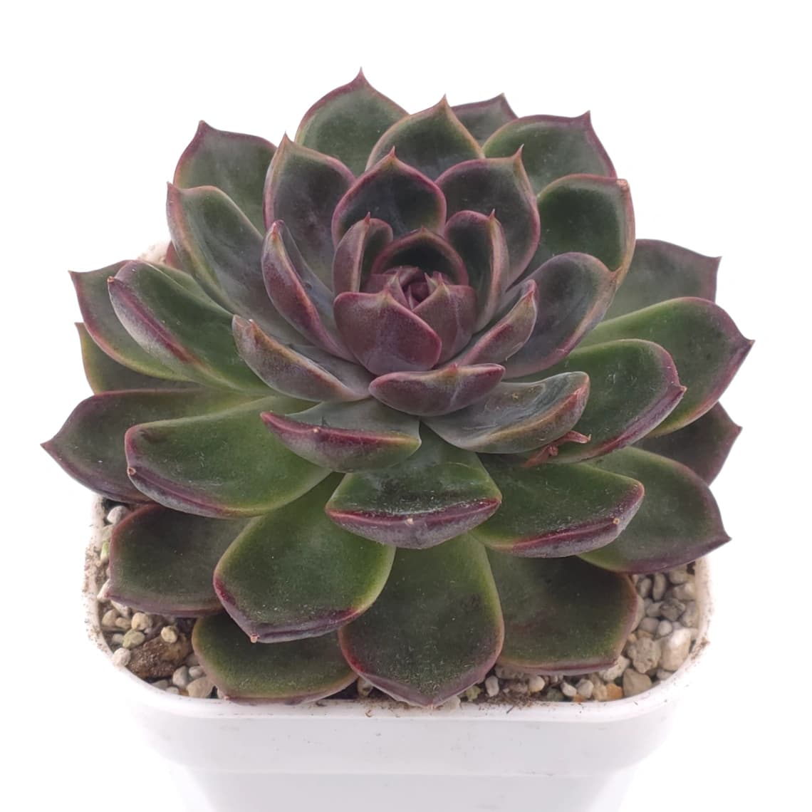 Echeveria ‘Chocolate Rose’ | 巧克力玫瑰 - View 1