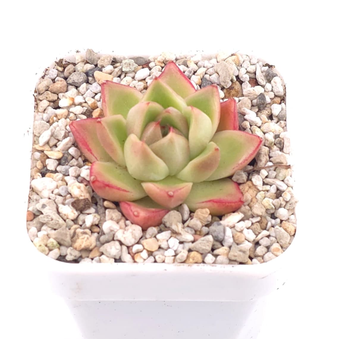 Echeveria ‘ Diamond Jenny’ | 鑽石珍妮 - View 1