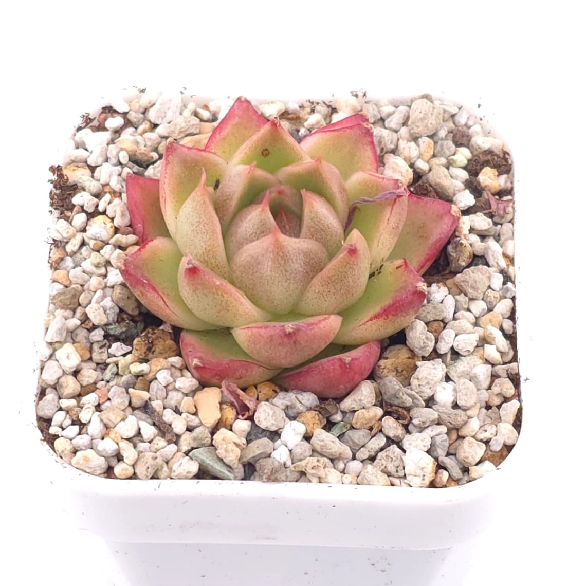 Echeveria ‘ Diamond Jenny’ | 鑽石珍妮 - View 1