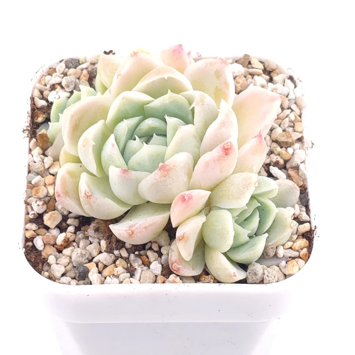 Echeveria elegans ‘Alba’ | 白月影 - View 1