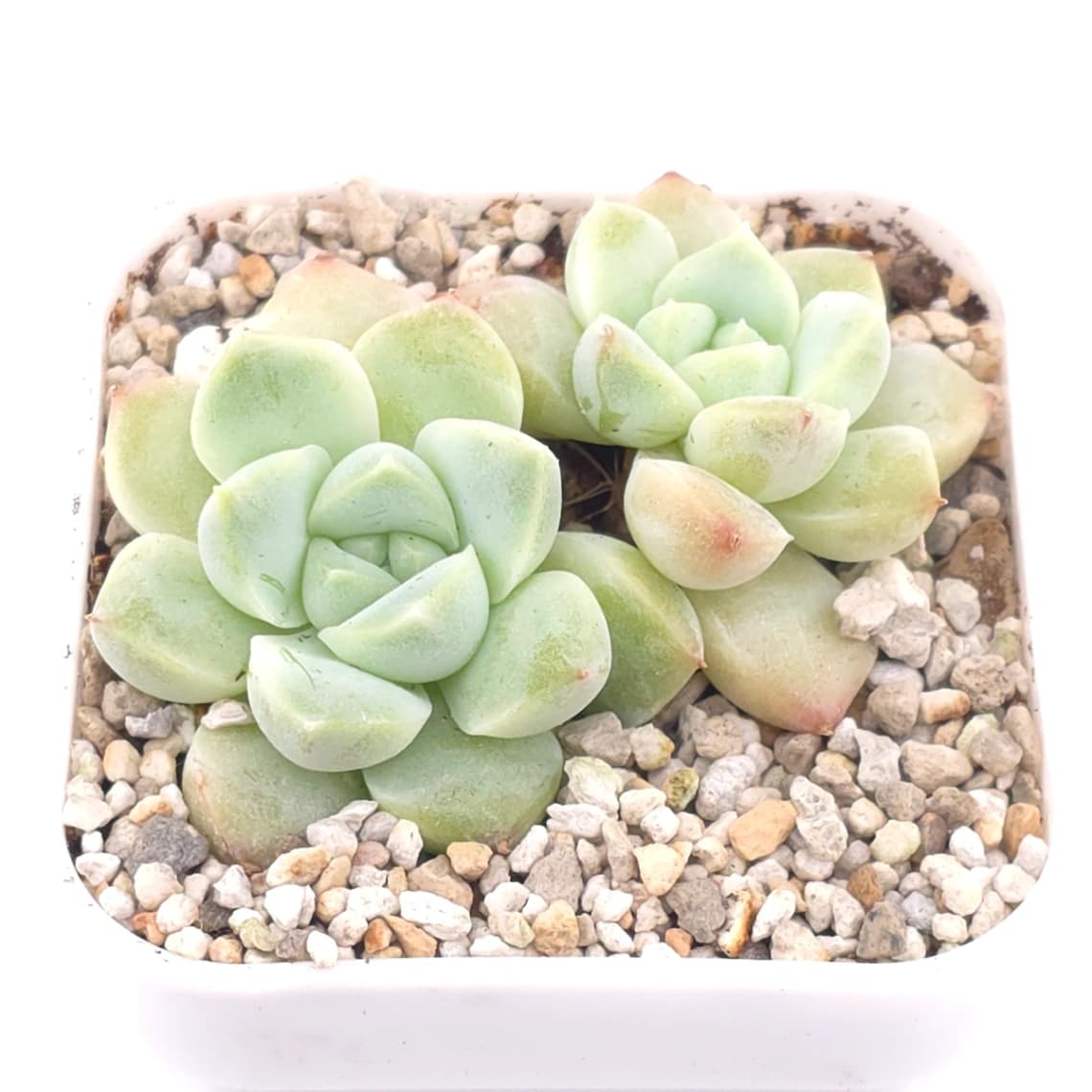 Echeveria elegans ‘Alba’ | 白月影 - View 1