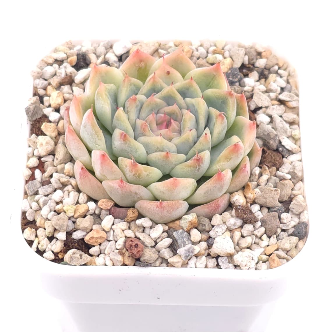 Echeveria elegans ‘Hyaliana’ | 海琳娜 - View 1