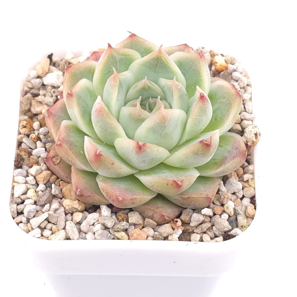 Echeveria elegans spp. | 月影雜 - View 1