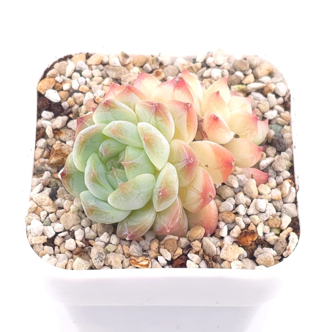 Echeveria elegans spp. | 月影雜 - View 1