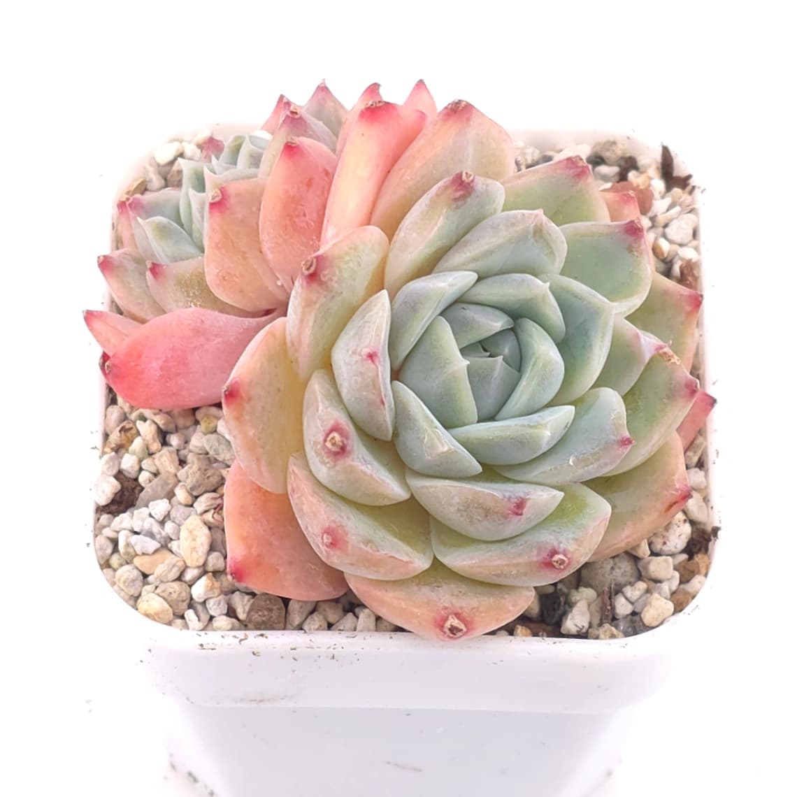 Echeveria elegans spp. | 月影雜 - View 1